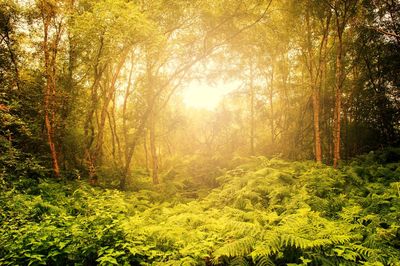 Trees in forest