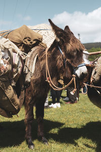 Horse standing on field