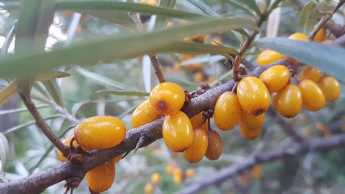 Close-up of fruits on tree