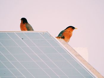 Low angle view of birds perching on solar panels against sky