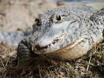 Close-up of crocodile