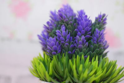 Close-up of purple flowering plant