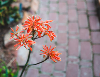 Close-up of yellow flowering plant