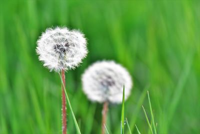 Close-up of dandelion on field