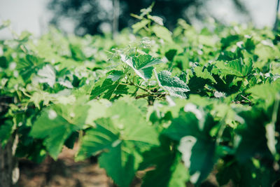 Close-up of plant growing on field