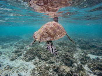 View of turtle swimming in sea