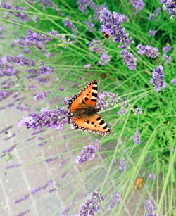 Close-up of butterfly on purple flower