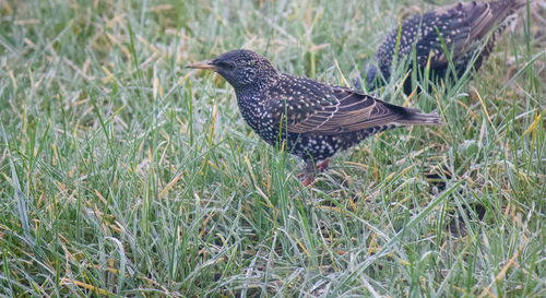 Close-up of bird perching on field