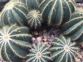 Full frame shot of cactus flower