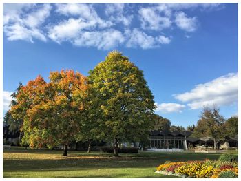 Trees growing in park