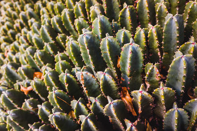 High angle view of succulent plant