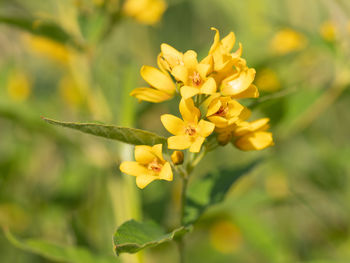 Close-up of yellow flowering plant