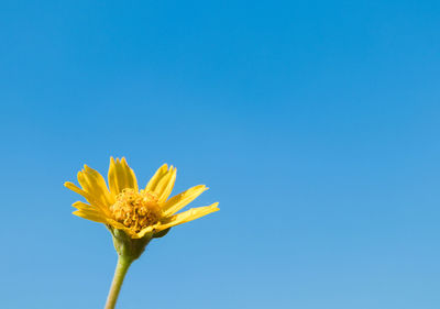 Low angle view of yellow flower against blue sky