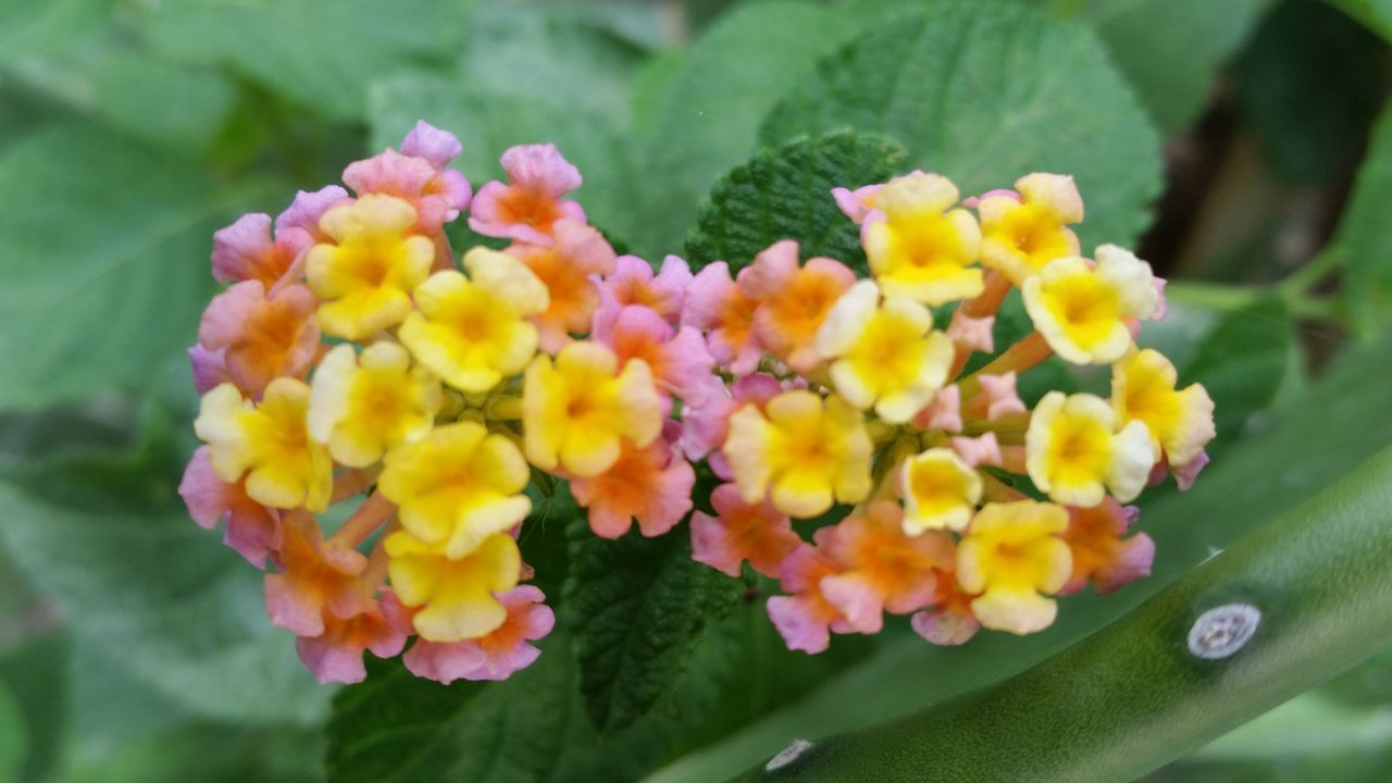 CLOSE-UP OF YELLOW FLOWERS