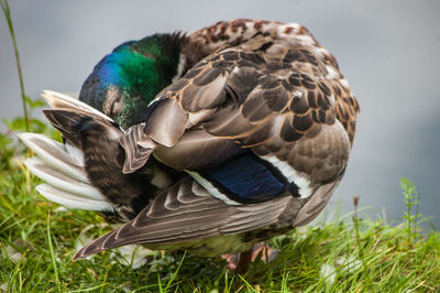 Close-up of bird