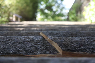 Close-up of wood in forest