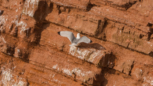 Low angle view of eagle flying over water