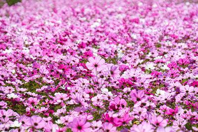 Close-up of pink flowering plants on field