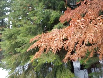 Close-up of fresh green plants in water