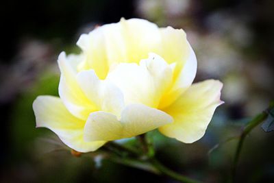 Close-up of yellow flower