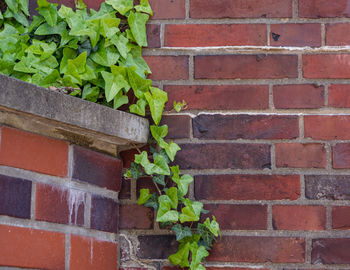 Close-up of ivy on brick wall