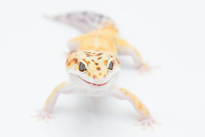 Close-up of a lizard over white background