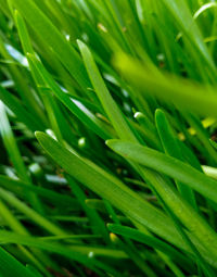 Full frame shot of wet grass