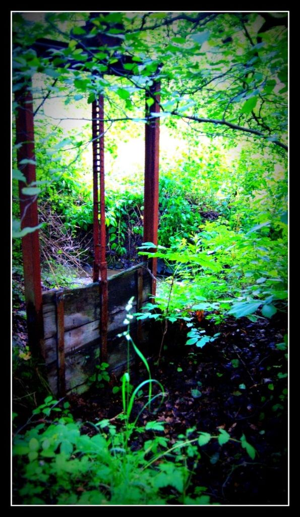 transfer print, auto post production filter, plant, growth, tree, green color, wood - material, day, metal, nature, front or back yard, fence, no people, built structure, railing, old, frame, outdoors, abandoned