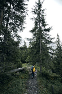 Rear view of woman walking amidst trees in forest