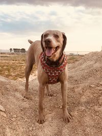 Portrait of weimaraner dog