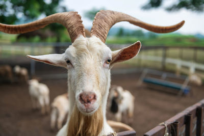 Close-up portrait of goat