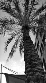 Low angle view of palm tree against sky