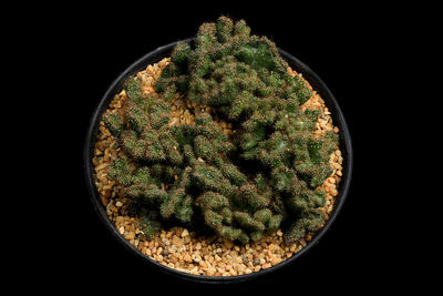 Close-up of plant against black background