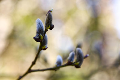 Close-up of plant