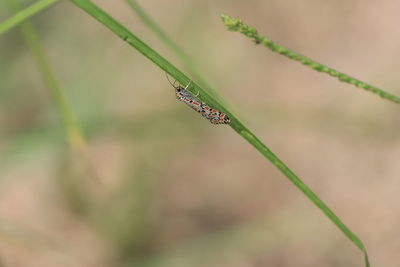 Close-up of insect on plant