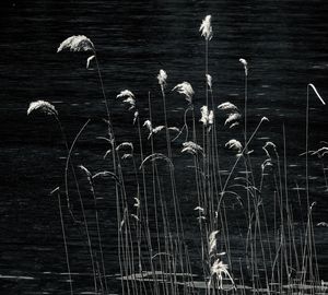 Close-up of water on lake