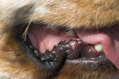 Close-up of dog