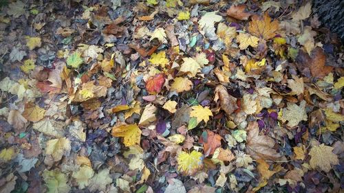 Full frame shot of autumn leaves