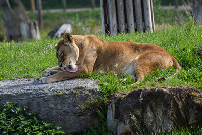 Lioness licking leg