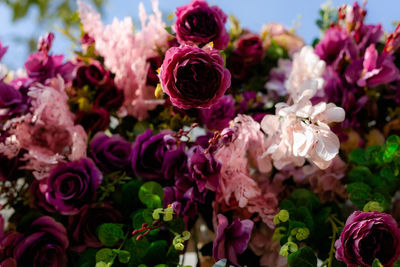 Close-up of pink roses