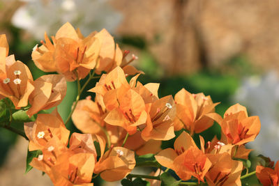 Close-up of flowering plant