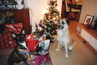 Dog on christmas tree at home