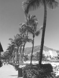 Palm tree against sky