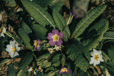 High angle view of pink flowering plant