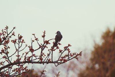 Low angle view of bird perching on a tree