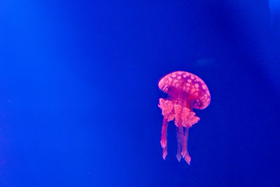 Low angle view of coral underwater