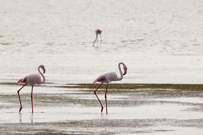 View of birds on beach