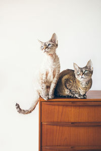 Two purebred devon rex cats sitting against white background and beautiful interior furniture. 