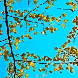 Low angle view of trees against blue sky