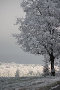 Trees on snow covered landscape